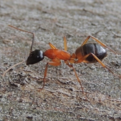 Camponotus consobrinus (Banded sugar ant) at Sunshine Beach, QLD - 10 Jun 2018 by michaelb