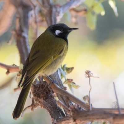 Nesoptilotis leucotis (White-eared Honeyeater) at Penrose, NSW - 30 Sep 2018 by NigeHartley