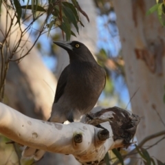 Strepera versicolor (Grey Currawong) at Penrose, NSW - 29 Jun 2018 by NigeHartley