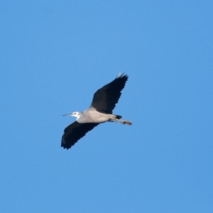 Egretta novaehollandiae at Penrose, NSW - 28 Apr 2019 05:33 PM