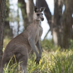 Macropus giganteus (Eastern Grey Kangaroo) at Penrose - 30 Nov 2018 by NigeHartley