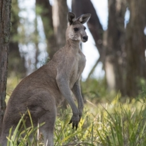 Macropus giganteus at Penrose, NSW - 30 Nov 2018 05:31 PM
