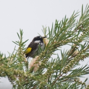 Phylidonyris niger at Penrose, NSW - 16 Dec 2016