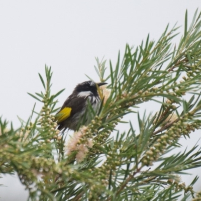 Phylidonyris niger (White-cheeked Honeyeater) at Penrose - 16 Dec 2016 by NigeHartley