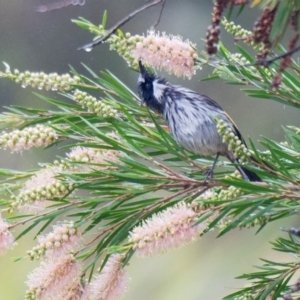 Phylidonyris niger at Penrose, NSW - 16 Dec 2016