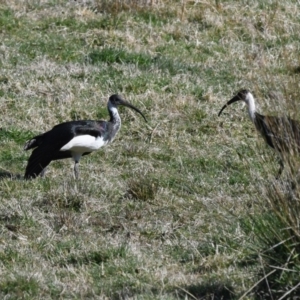 Threskiornis spinicollis at Bundanoon, NSW - 1 Jul 2018