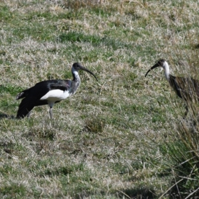 Threskiornis spinicollis (Straw-necked Ibis) at Bundanoon - 1 Jul 2018 by NigeHartley