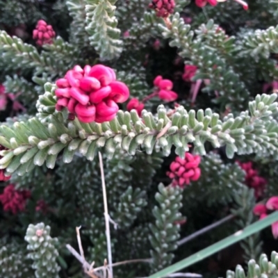 Grevillea lanigera (Woolly Grevillea) at Casey, ACT - 31 Jul 2019 by mkennedy