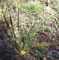 Lomandra bracteata (Small Matrush) at Conder, ACT - 23 Sep 2001 by MichaelBedingfield