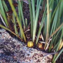 Lomandra bracteata (Small Matrush) at Rob Roy Range - 26 Dec 2000 by michaelb