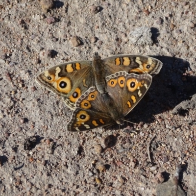 Junonia villida (Meadow Argus) at Farrer Ridge - 31 Jul 2019 by Mike