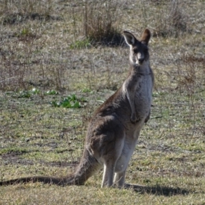 Macropus giganteus at Wanniassa, ACT - 31 Jul 2019