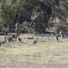 Macropus giganteus at Wanniassa, ACT - 31 Jul 2019