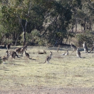 Macropus giganteus at Wanniassa, ACT - 31 Jul 2019 02:13 PM