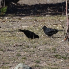 Corcorax melanorhamphos (White-winged Chough) at Tuggeranong DC, ACT - 31 Jul 2019 by Mike