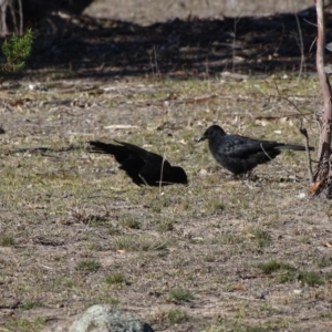 Corcorax melanorhamphos at Tuggeranong DC, ACT - 31 Jul 2019 02:29 PM