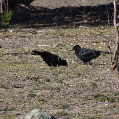 Corcorax melanorhamphos (White-winged Chough) at Tuggeranong DC, ACT - 31 Jul 2019 by Mike