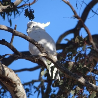 Cacatua galerita (Sulphur-crested Cockatoo) at Wanniassa Hill - 31 Jul 2019 by Mike
