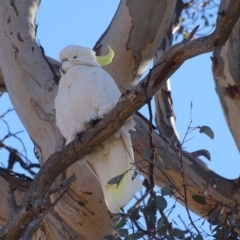 Cacatua galerita at Fadden, ACT - 31 Jul 2019