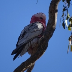 Eolophus roseicapilla (Galah) at Fadden, ACT - 31 Jul 2019 by Mike