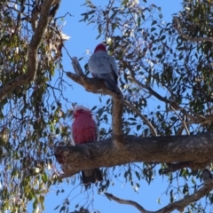 Eolophus roseicapilla at Fadden, ACT - 31 Jul 2019