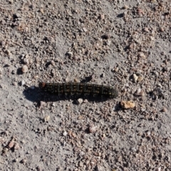 Apina callisto (Pasture Day Moth) at Tuggeranong DC, ACT - 31 Jul 2019 by Mike