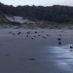 Haematopus fuliginosus (Sooty Oystercatcher) at Murramarang National Park - 1 Aug 2019 by Marg