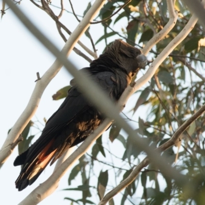 Calyptorhynchus lathami lathami (Glossy Black-Cockatoo) at Penrose - 28 Mar 2018 by NigeHartley