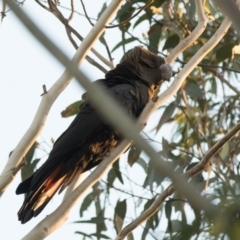 Calyptorhynchus lathami (Glossy Black-Cockatoo) at - 28 Mar 2018 by NigeHartley