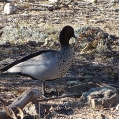 Chenonetta jubata (Australian Wood Duck) at Wanniassa Hill - 31 Jul 2019 by Mike