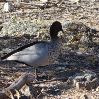 Chenonetta jubata (Australian Wood Duck) at Wanniassa Hill - 31 Jul 2019 by Mike