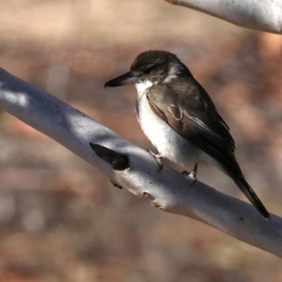 Cracticus torquatus (Grey Butcherbird) at Rendezvous Creek, ACT - 31 Jul 2019 by jbromilow50