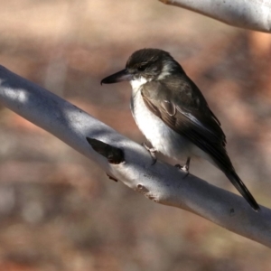 Cracticus torquatus at Rendezvous Creek, ACT - 1 Aug 2019