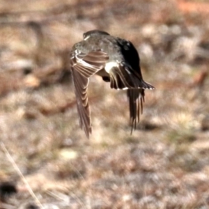 Cracticus torquatus at Rendezvous Creek, ACT - 1 Aug 2019 09:47 AM