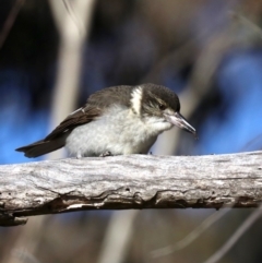 Cracticus torquatus at Rendezvous Creek, ACT - 1 Aug 2019 09:47 AM