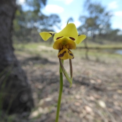 Diuris sulphurea (Tiger Orchid) at Yass River, NSW - 24 Oct 2017 by SenexRugosus