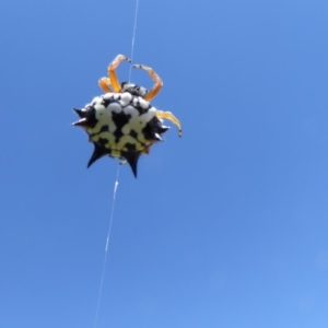 Austracantha minax at Yass River, NSW - 31 Dec 2016