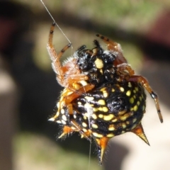 Austracantha minax at Yass River, NSW - 31 Dec 2016