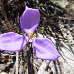 Patersonia sericea var. sericea (Silky Purple-flag) at Yass River, NSW - 15 Nov 2016 by SenexRugosus