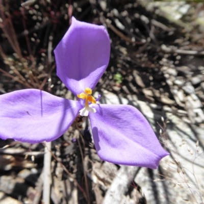 Patersonia sericea var. sericea (Silky Purple-flag) at Yass River, NSW - 16 Nov 2016 by SenexRugosus