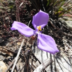 Patersonia sericea var. sericea at Yass River, NSW - 16 Nov 2016