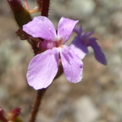 Stylidium sp. (Trigger Plant) at Yass River, NSW - 16 Nov 2016 by SenexRugosus