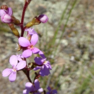 Stylidium sp. at Yass River, NSW - 16 Nov 2016 10:50 AM