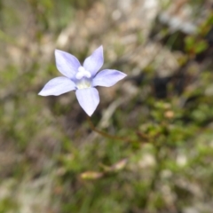 Wahlenbergia sp. (Bluebell) at Yass River, NSW - 15 Nov 2016 by SenexRugosus
