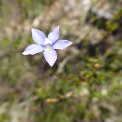 Wahlenbergia sp. (Bluebell) at Yass River, NSW - 16 Nov 2016 by SenexRugosus