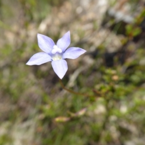 Wahlenbergia sp. at Yass River, NSW - 16 Nov 2016