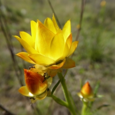 Xerochrysum viscosum (Sticky Everlasting) at Rugosa - 25 Oct 2016 by SenexRugosus