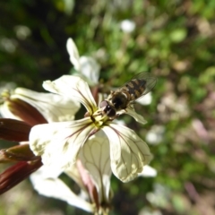 Melangyna sp. (genus) at Yass River, NSW - 25 Oct 2016 02:14 PM