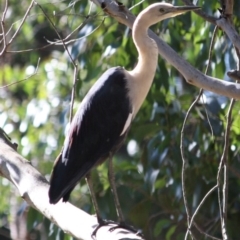 Ardea pacifica (White-necked Heron) at Mongarlowe, NSW - 1 Aug 2019 by LisaH