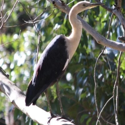 Ardea pacifica (White-necked Heron) at QPRC LGA - 1 Aug 2019 by LisaH